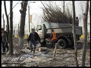 Обрезка деревьев на улице Комсомольская. Реутов 2004г