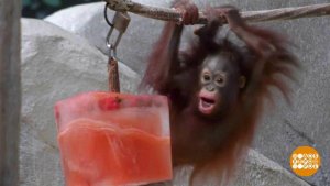 В мире. Праздник для орангутанихи. Доброе утро. Фрагмент выпуска от