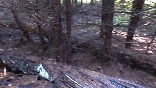 Совместный выезд за грибами с друзьями. Хоровод из белых грибов! 30 штук белых на одной поляне! смотреть онлайн