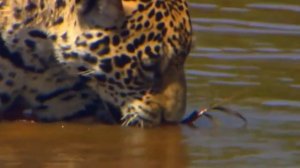 10 самых БОЛЬШИХ кошек в МИРЕ