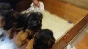 Как проходит кормление щенков в питомнике. Щенки немецкой овчарки 1.5 мес. Puppy dinner time.