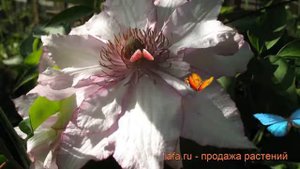 Клематис крупноцветковый Нина (clematis nina nina) 🌿 Нина обзор: как сажать, саженцы клематиса Нина