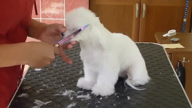 салонный груминг мальтезе. стрижка головы.