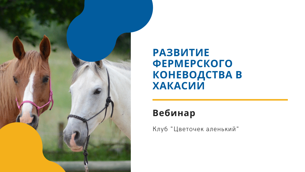 Клуб "Цветочек аленький": Развитие фермерского коневодства в Хакасии