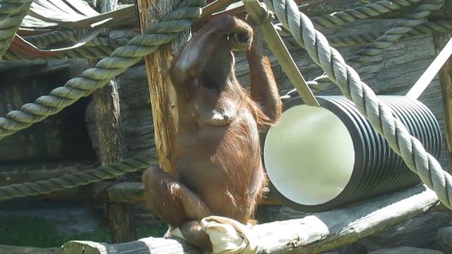 Обезьяна в Московском зоопарке. смотреть онлайн