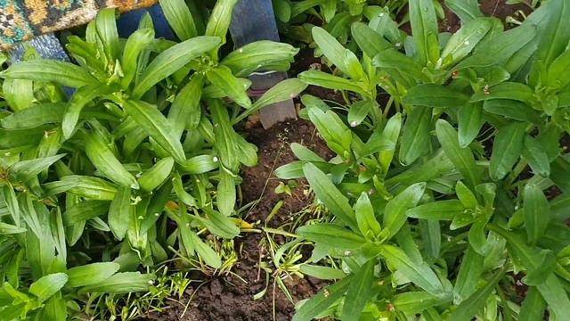 Дачный влог после дождя смотреть онлайн