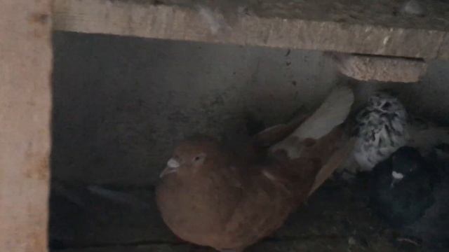 Небольшой тур по Николаевской области. Голуби п. Баштанка: шалевые(якобины) и николавские голуби.