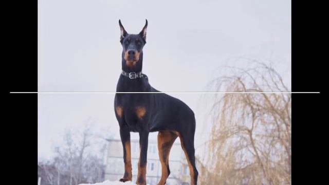 Самые умные собаки мира! смотреть онлайн