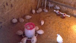 Перепела Техасский белый 1,5 месяца