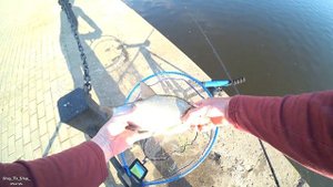 Ловля ЛЕЩА на фидер в ИЮНЕ. РЫБАЛКА  на Москва - реке.