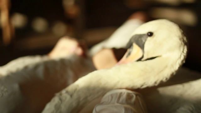 Бэкстейдж со съемки с лебедем смотреть онлайн