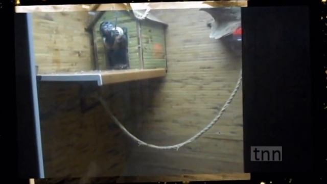 black-tufted marmoset - черноухая игрунка смотреть онлайн