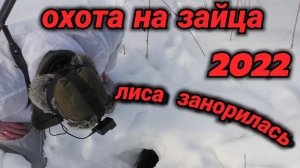 ОХОТА НА ЗАЙЦА 2022! ЛИСА СПУТАЛА ВСЕ ПЛАНЫ...