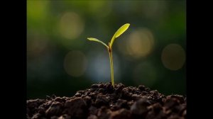 томат Царь- колокол. Сорт. семена СИБИРСКИЙ САД. высота 80-100 см . вес до 700 гр