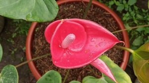 ANTHURIUM Bunga || Super Eksotis🌺🌻🌹🌷