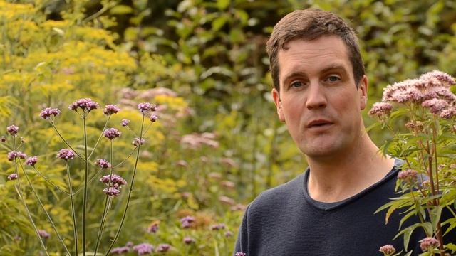 Easy to Grow Garden Plant: Verbena bonariensis смотреть онлайн