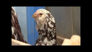 Орловские куры. Хозяйство В. Сохорева.