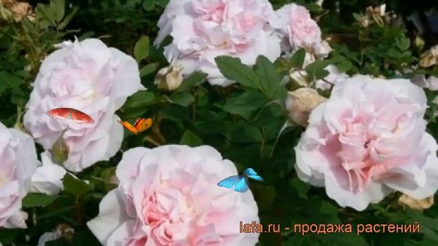 Роза канадская парковая Мартин Фробишер ? обзор: как сажать, саженцы розы Мартин Фробишер смотреть онлайн