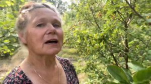Как бороться с плодожоркой и личинками бабочки боярышницы.