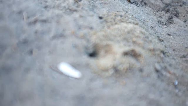 Пчелиный волк строит дом! смотреть онлайн