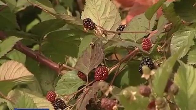 Урожай малины и ежевики в хуторе Ведерников. Саженцы купить смотреть онлайн
