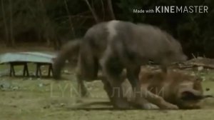 Клип про волков / Clip about wolves