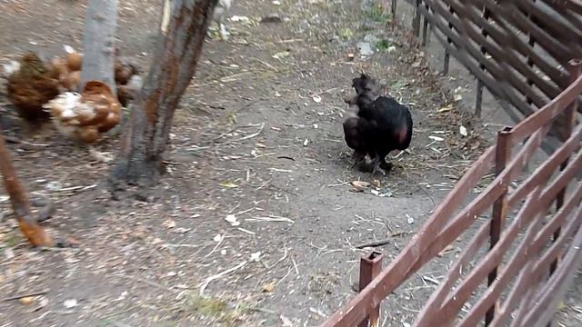 Мини зоопарк в Вешняках смотреть онлайн