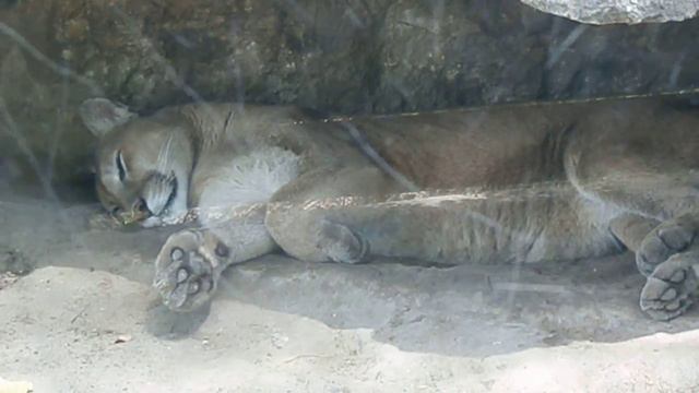 ВСЕ КАК У ЗВЕРЕЙ/ ПУМА В ЗООПАРКЕ. смотреть онлайн