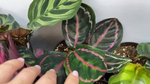 Обзор моей коллекции Калатей