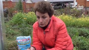 Как выращивать ремонтантную землянику Октябрьское чудо