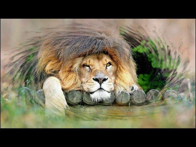 Такие разные животные смотреть онлайн