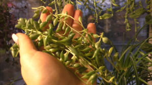 Из одного стебелька сразу пышный горшок! Секреты укоренения крестовника