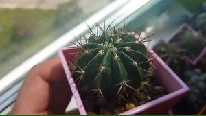 Мелокактус. Уход за кактусом. Коротко о кактусе. Цветение кактуса.