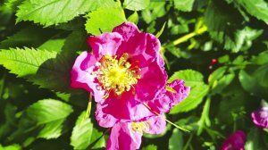 Bumblebees, and rose hips, шмели,