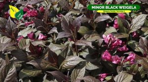 MINOR BLACK WEIGELA | Weigela florida 'Verweig 3' | Perennial Shrub