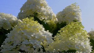 Гортензия Долли — описание, посадка и уход