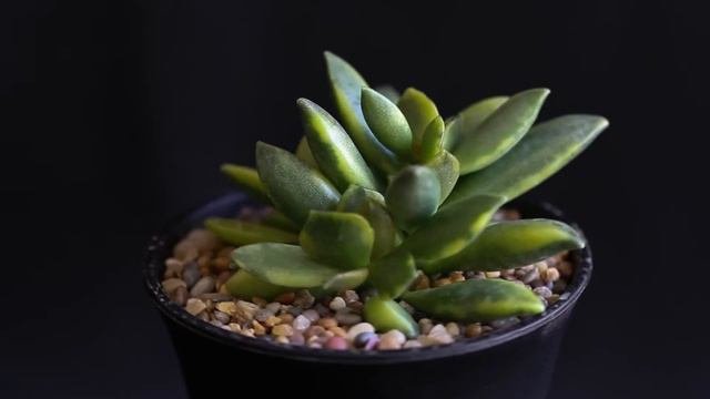 Adromischus Hemisphaericus ‘Matsmushi Nishiki’ F. Variegata