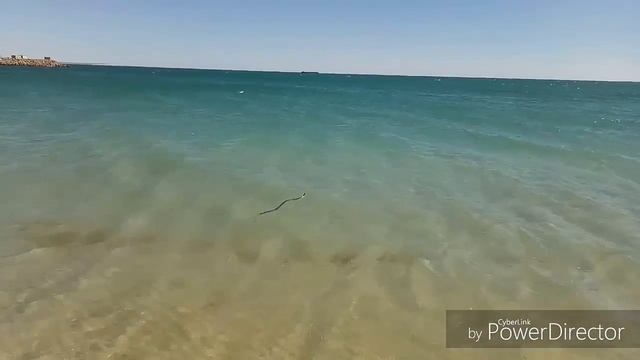 змея в воде смотреть онлайн