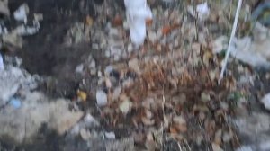 Внесение метаризина от  хруща и др личинок.03.11.23.Сев Каз.Ч.616.