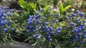 Пора сажать первоцветы..