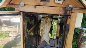 Кролик горячего копчения.Кролик варёно копчёный.Кролик копчёный.