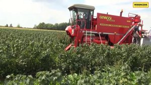 Ягодоуборочный самоходный однорядный комбайн VICTOR PREMIUM фирмы WEREMCZUK FMR