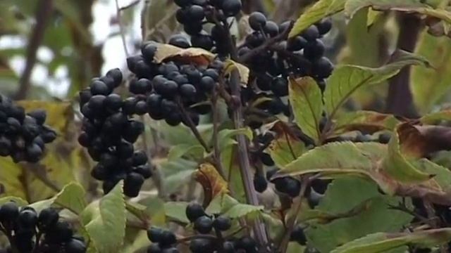 Зеленое ожерелье Бузина Черная 1-ая часть смотреть онлайн