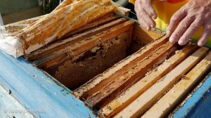 Готовим пасеку к зимовке