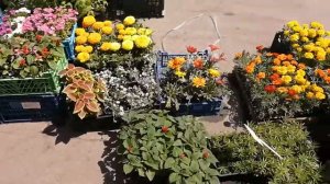 за рассадой🌱🥀🌻🍓🥒🍅ленинский рынок🛒#новосибирск#рассада#урожай