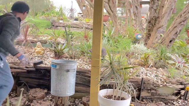 SUCCULENT AND BROMELIADS LANDSCAPING IDEAS смотреть онлайн