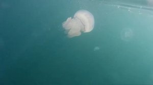 АБХАЗИЯ медузы в Гаграх