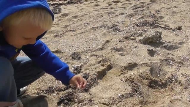 Собираем ракушки на берегу моря. Разбиваем ракушки камнем. Ракушки море.