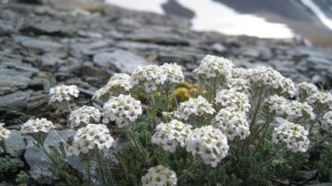 Вадим Мулерман – Тополиный пух