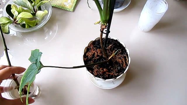 Последние посадки лета (традесканция, сингониум, кислица) смотреть онлайн